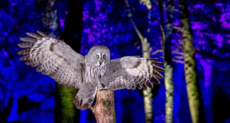 Owls by Moonlight at Hawk Conservancy Trust